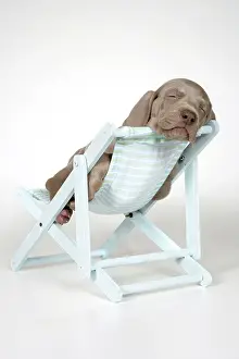 Deckchairs: DOG. Weimaraner lying in deck chair