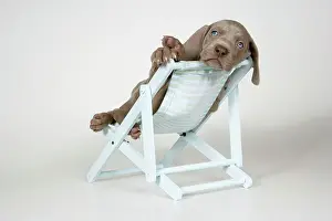 Deckchair: DOG. Weimaraner lying in deck chair