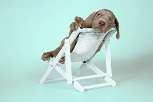 Deckchair: DOG. Weimaraner lying in deck chair