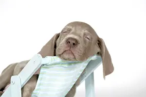 Deckchair: DOG. Weimaraner lying in deck chair