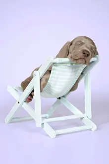 Deckchair: DOG. Weimaraner lying in deck chair