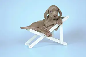 Deckchair: DOG. Weimaraner lying in deck chair