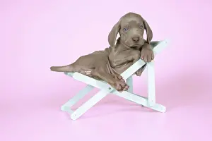 Deckchair: DOG. Weimaraner lying in deck chair