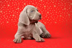 Infront: DOG. Weimaraner lying infront of Christmas background