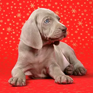 Infront: DOG. Weimaraner lying infront of Christmas background