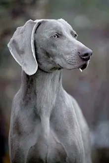 Weimaraners: Dog - Weimaraner, male