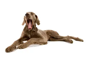 Weimaraners: Dog - Weimaraner - puppy
