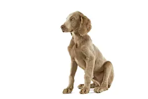 Braque: Dog - Weimaraner - puppy. Also know as Weimaraner