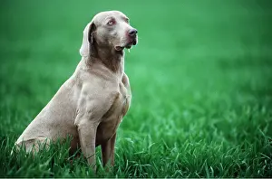 Weimaraner: Dog - Weimaraner - sitting in grass
