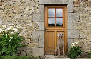 Weimaraners: Dog - Weimaraner sitting outside house