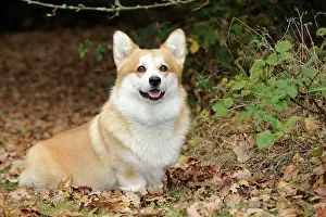 Cardigan: DOG. Welsh corgi in autumn leaves