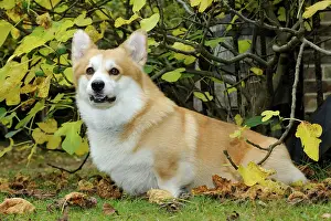 Cardigan: DOG. Welsh corgi in autumn leaves