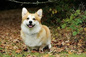 Cardigan: DOG. Welsh corgi in autumn leaves