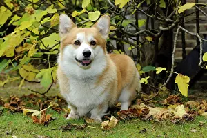 Welsh: DOG. Welsh corgi in autumn leaves