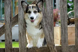 Cardigan: DOG. Welsh corgi looking through garden fence