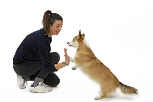 Pembroke: Dog - Welsh Corgi Pembroke - with girl
