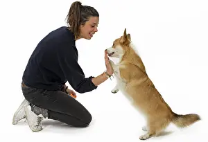 Pembroke: Dog - Welsh Corgi Pembroke - with girl