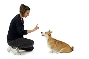 Pembroke: Dog - Welsh Corgi Pembroke - with girl
