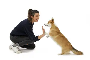 Pembroke: Dog - Welsh Corgi Pembroke - with girl