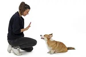 Pembroke: Dog - Welsh Corgi Pembroke - with girl