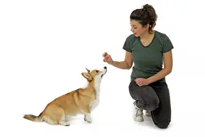 Pembroke: Dog - Welsh Corgi Pembroke - with girl