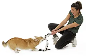 Pembroke: Dog - Welsh Corgi Pembroke - with girl
