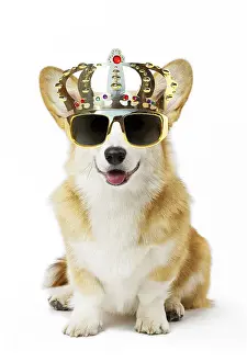 Queens: Dog - Welsh Corgi Pembroke wearing crown glasses