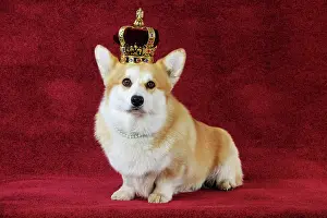 Pearls: DOG. Welsh corgi wearing crown and pearls