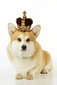 Pearls: DOG. Welsh corgi wearing crown and pearls