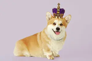 Pearls: Dog - Welsh Corgi wearing crown and pearls