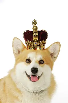 Pearls: DOG. Welsh corgi wearing crown and pearls