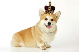 Dressed: DOG. Welsh corgi wearing crown and pearls
