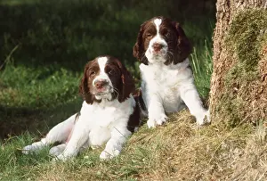 Springer: DOG - Welsh Springer Spaniel puppies X2