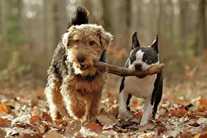 Jean-michel Labat: Dog - Welsh Terrier & Boston Terrier