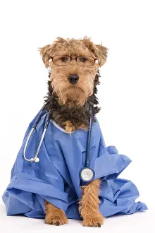 Outfit: Dog - Welsh Terrier dressed up in Doctors outfit