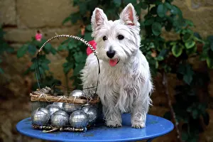 Pricked: DOG - West Highland Terrier and boules set on blue table