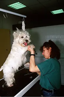 Commercial: DOG - West Highland Terrier being groomed