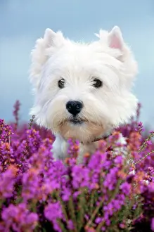 Panting: Dog - West Highland Terrier - In heather