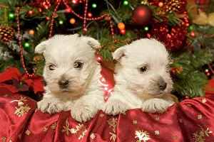 Dog - West Highland Terrier puppies with Christmas