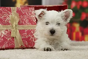 Presents: Dog