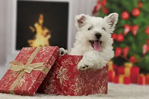Presents: Dog