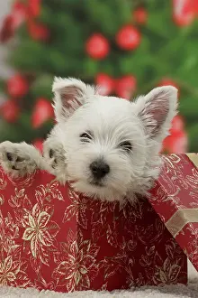 Presents: Dog