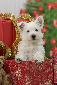 Presents: Dog