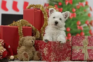Presents: Dog