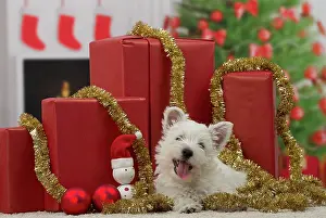 Presents: Dog