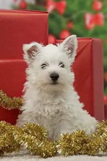 Presents: Dog