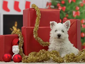 Presents: Dog