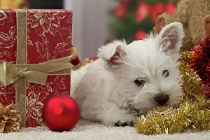 Presents: Dog
