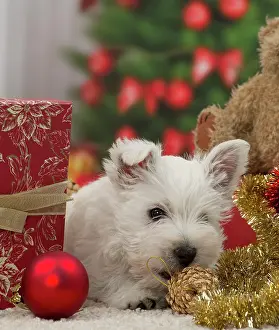Presents: Dog