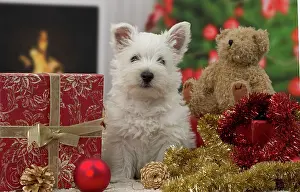 Presents: Dog